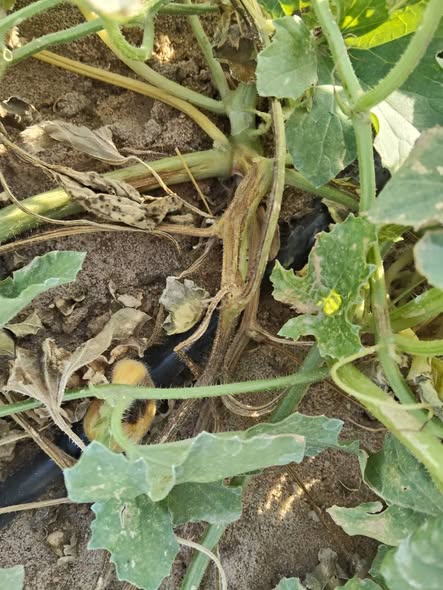 ممكن اعرف المرض والعلاج